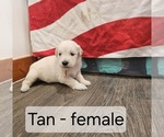 Puppy Tan English Cream Golden Retriever