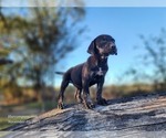 Small Catahoula Leopard Dog