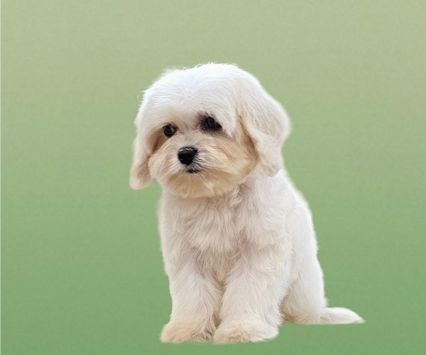 Medium Photo #7 Maltese-Zuchon Mix Puppy For Sale in SAN DIEGO, CA, USA