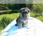 Small #8 German Shepherd Dog