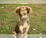 Small #2 Australian Shepherd Mix