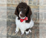 Image preview for Ad Listing. Nickname: Rowdy