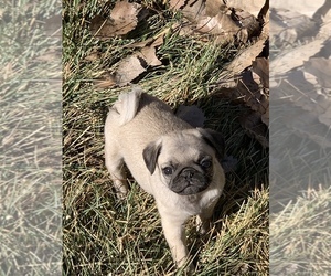 Pug Puppy for sale in ALBUQUERQUE, NM, USA