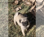Small Photo #1 Pug Puppy For Sale in ALBUQUERQUE, NM, USA