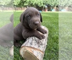 Puppy 1 Labrador Retriever