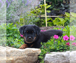 Small Photo #1 Rottweiler Puppy For Sale in GAP, PA, USA