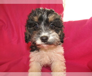 Cavapoo Puppy for sale in LIMA, OH, USA