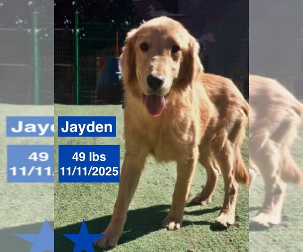 Medium Photo #4 Golden Retriever Puppy For Sale in West Hollywood, CA, USA