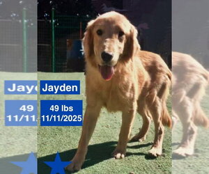 Jayden - Female Golden Retriever Dog for Adoption - Photo #4