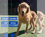 Small Photo #4 Golden Retriever Puppy For Sale in West Hollywood, CA, USA