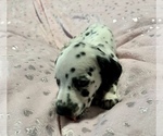 Small Photo #11 Dalmatian Puppy For Sale in TEMPLE, TX, USA