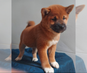 Shiba Inu Puppy for sale in FRYTOWN, IA, USA