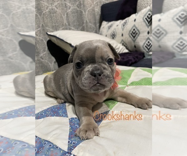 Medium Photo #7 French Bulldog Puppy For Sale in OSHKOSH, WI, USA