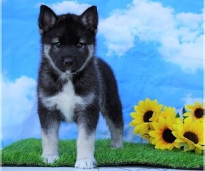 Norwegian Elkhound-Siberian Husky Mix Puppy for sale in FREDERICKSBG, OH, USA