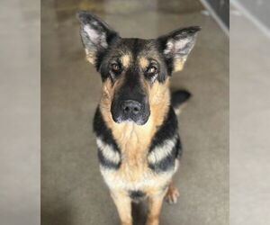 German Shepherd Dog Dogs for adoption in San Bernardino, CA, USA