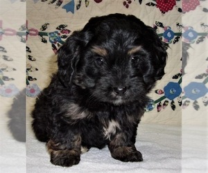 Miniature Bernedoodle-Unknown Mix Puppy for sale in WEST GROVE, PA, USA