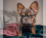 Small #2 French Bulldog