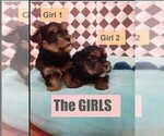 Small Photo #2 Yorkshire Terrier Puppy For Sale in SAN ANTONIO, TX, USA