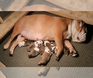 Mother of the English Bulldog puppies born on 07/16/2023