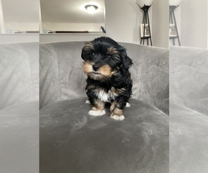 Morkie Puppy for sale in MELROSE PARK, IL, USA