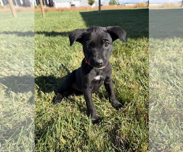 Medium Photo #3 Labrador Retriever-Unknown Mix Puppy For Sale in MIDWAY, UT, USA