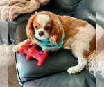 Small #4 Cavalier King Charles Spaniel