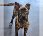 Small #4 Catahoula Leopard Dog
