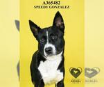 Small #1 American Pit Bull Terrier