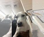 Small Labrador Retriever-Whippet Mix