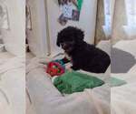 Small Photo #6 ShihPoo Puppy For Sale in SALUDA, SC, USA