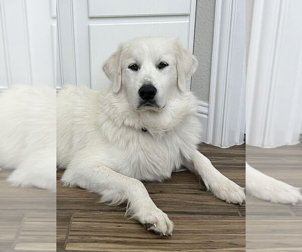 Medium Photo #14 Great Pyrenees Puppy For Sale in Dallas, TX, USA