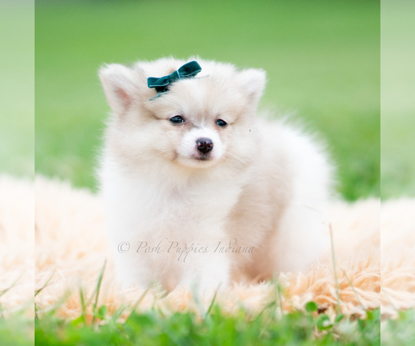 Medium Photo #53 Pomeranian Puppy For Sale in WARSAW, IN, USA