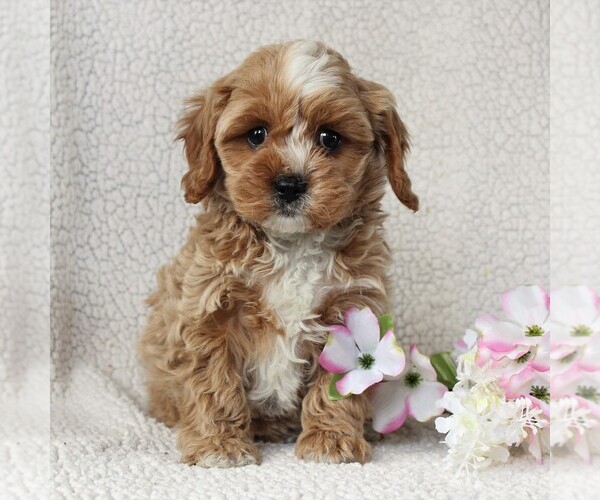 Medium Photo #4 Cavapoo Puppy For Sale in BIRD IN HAND, PA, USA