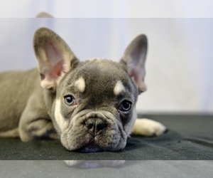 French Bulldog Puppy for sale in BROOKLYN, NY, USA