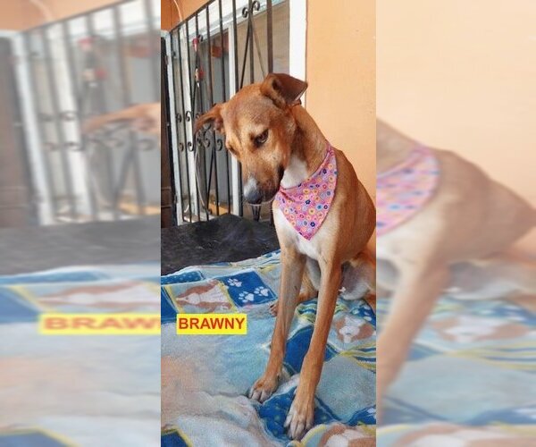 Medium Photo #2 Greyhound-Labrador Retriever Mix Puppy For Sale in Woodland Hills, CA, USA