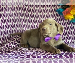 Labrador Retriever Puppy for sale in LANCASTER, PA, USA