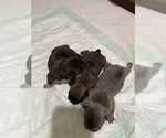 Small Photo #7 French Bulldog Puppy For Sale in CARROLLTON, TX, USA