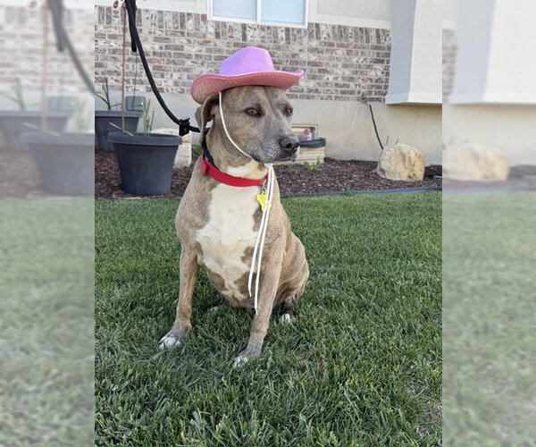 Medium Photo #8 Mutt Puppy For Sale in Sandy, UT, USA