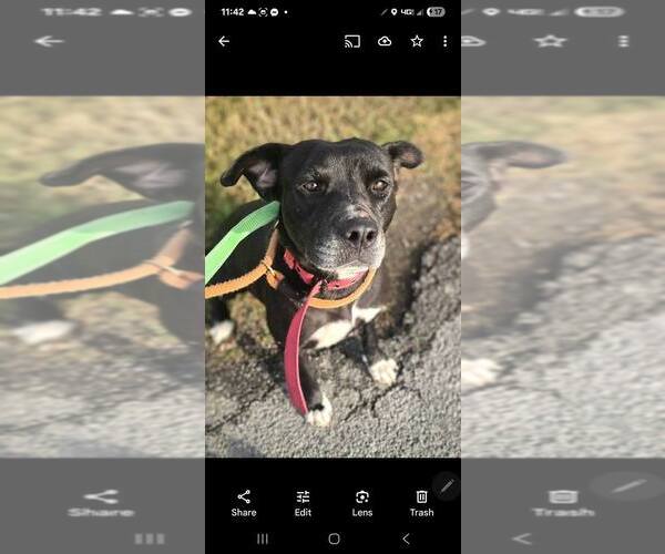 Medium Photo #1 Mutt Puppy For Sale in Abbeville, LA, USA