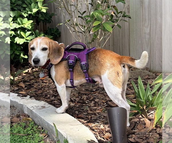Medium Photo #14 Beagle Puppy For Sale in Dunnellon, FL, USA