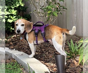 Smeagol - Male Beagle Dog for Adoption - Photo #14