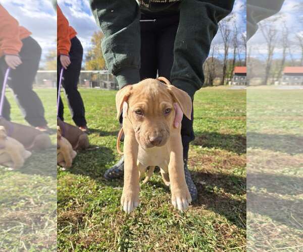 Medium Photo #5 Labrador Retriever-Unknown Mix Puppy For Sale in Unionville, PA, USA