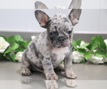 Small Photo #3 French Bulldog Puppy For Sale in SHILOH, OH, USA