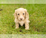 Small Photo #8 Dachshund Puppy For Sale in MILFORD, IN, USA