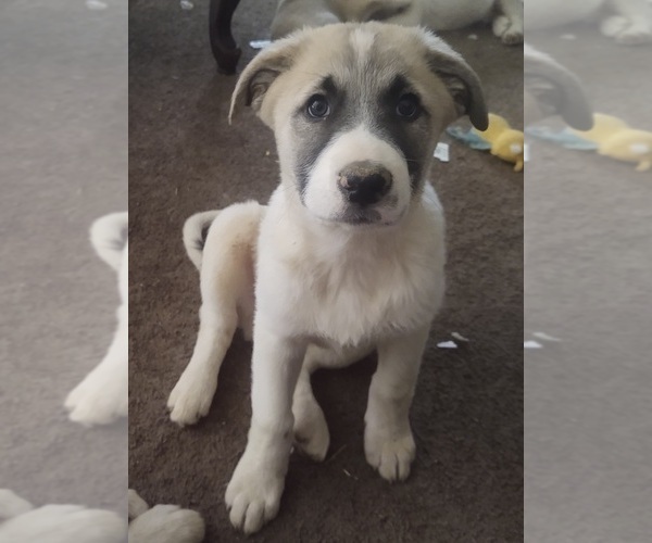 Medium Photo #14 German Shepherd Dog-Great Pyrenees Mix Puppy For Sale in JONESBORO, GA, USA