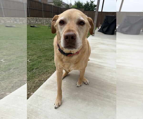Medium Photo #5 Labrador Retriever-Unknown Mix Puppy For Sale in McKinney, TX, USA