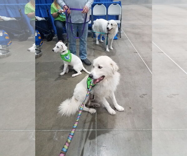 Medium Photo #25 Great Pyrenees-Unknown Mix Puppy For Sale in Houston, TX, USA