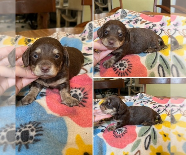 Medium Photo #1 Dachshund Puppy For Sale in BELDING, MI, USA