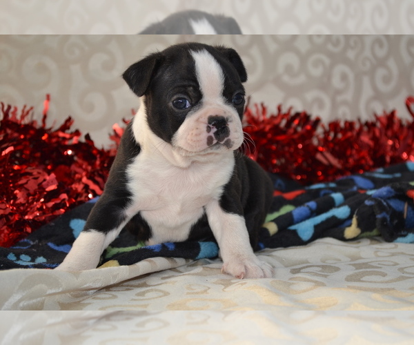 Medium Photo #4 Boston Terrier Puppy For Sale in GREENWOOD, WI, USA