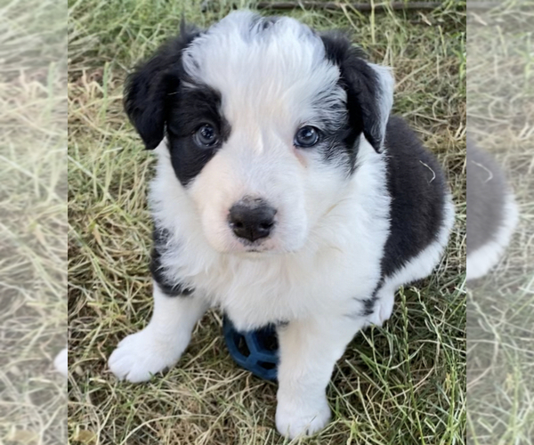 Medium Photo #1 Border Collie Puppy For Sale in VANCOUVER, WA, USA